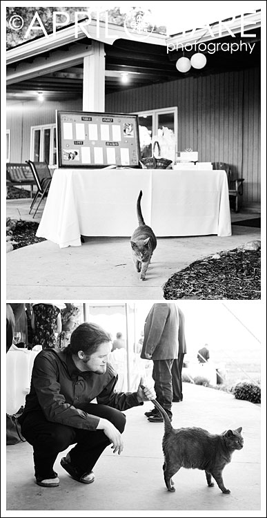 Farm cat wanders around a vintage hipster wedding in Boulder Colorado