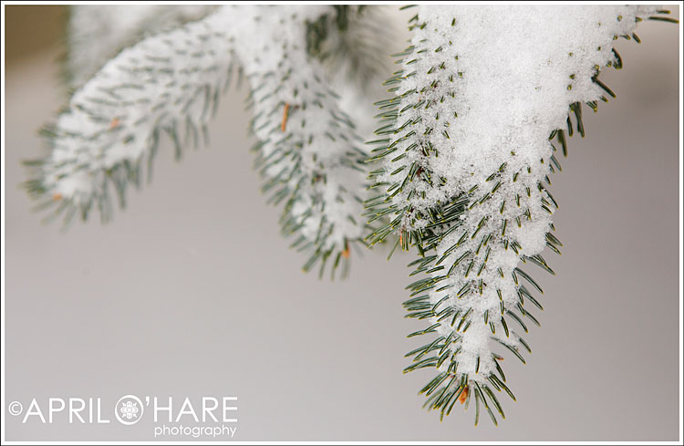 Denver CO Winter Snow Wedding Photography
