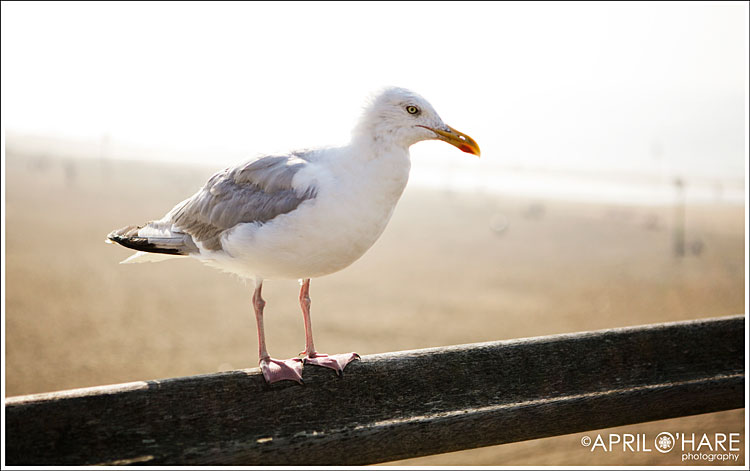 A seagull at the Hague's North Sea