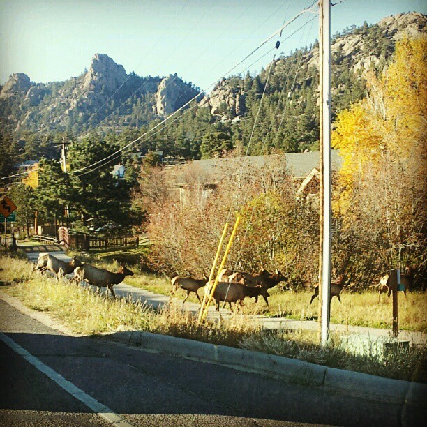 Estes Park Elk Herd crossing the road