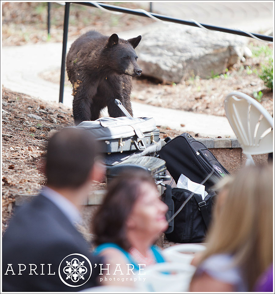 Wild Bear Crashes Colorado Wedding