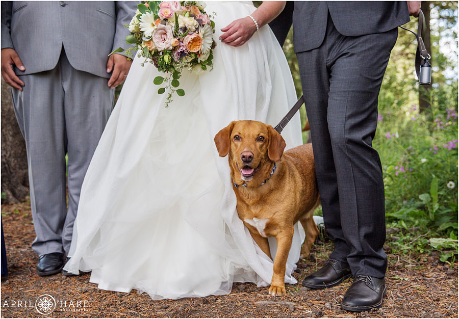 Sweet dog photo from a Crested Butte wedding photographer