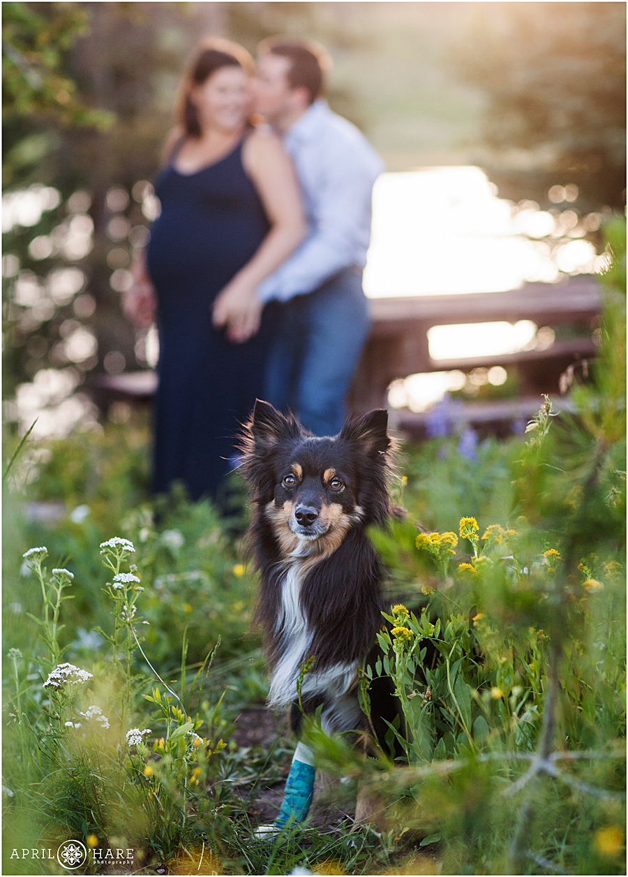 Cute Australian Shepherd dog at his parent's pregnancy photography session in Steamboat