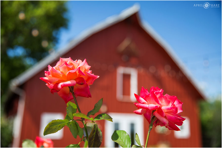 Roses Grow in front of Rustic Barn at a Denver Garden Wedding at Chatfield Farms Green Farm Barn