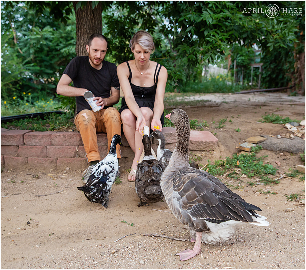 Lifestyle couples photos feeding pet ducks at an artist studio home in Commerce City