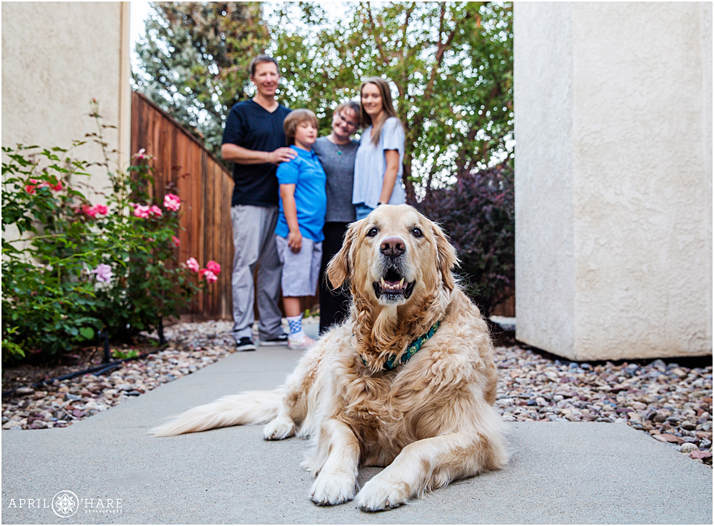 Colorado photographer yellow lab dog with his family in the backyard in Louisville