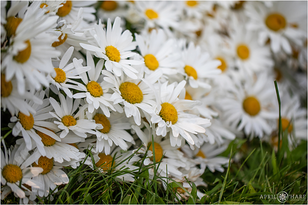 Close up detail photos of the daisies at Chatfield Farms