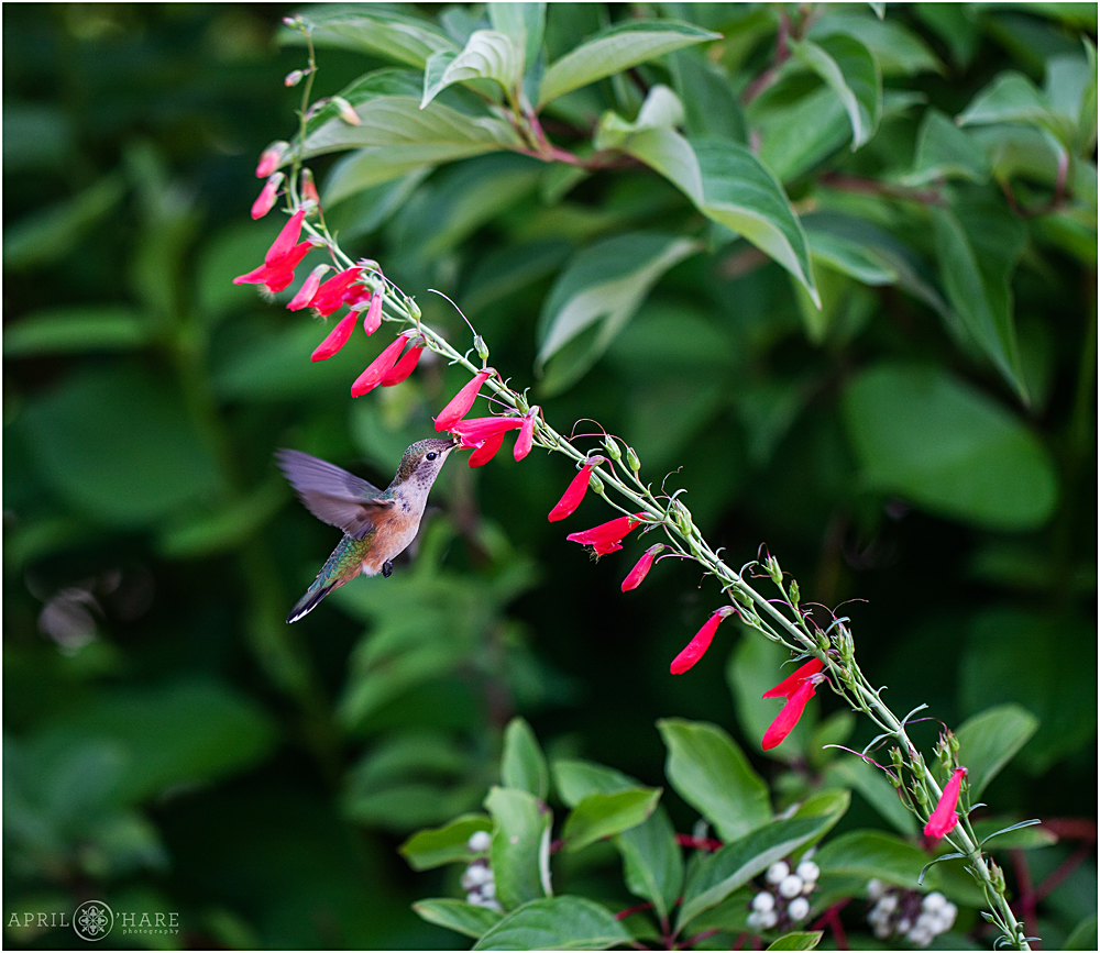 A Hummingbird snacks on flower nectar at a wedding at Chatfield Farms
