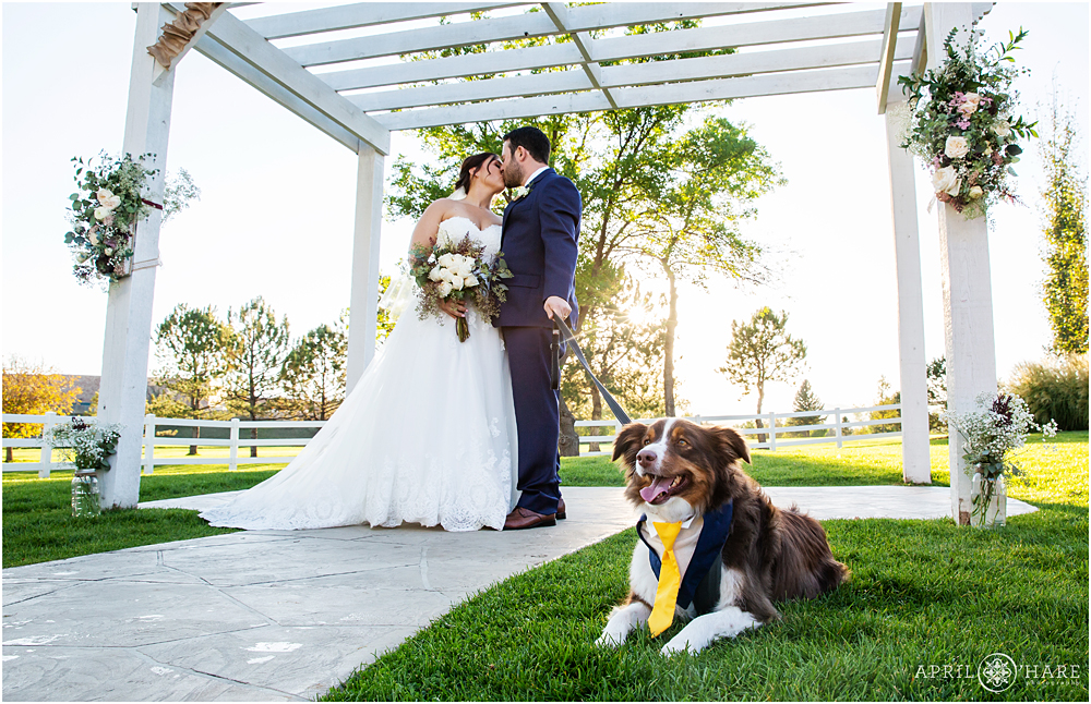 Cute Australian Shepherd Dog at an outdoor wedding in Colorado