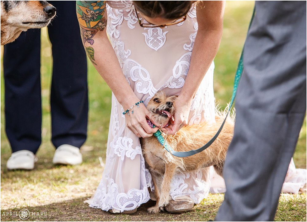 Tiny dog ringbearer at an outdoor wedding in CO