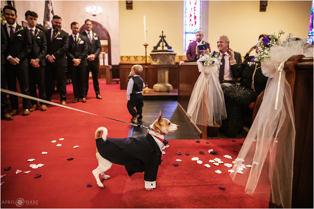 Sweet photo of a dog seeing the bride for the first time on her wedding day in Boston