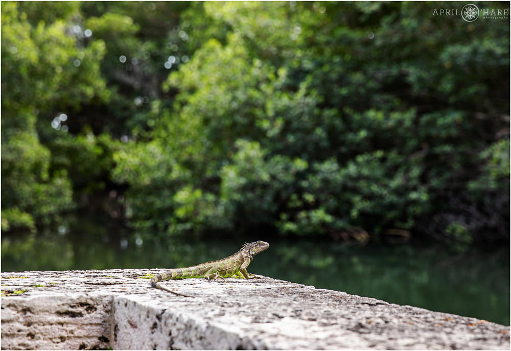 Lizard in the gardens at Vizcaya Museum and Gardens in Miami Florida