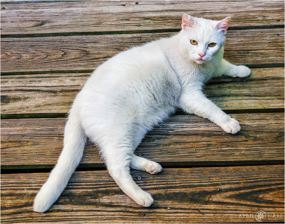 Tempy the cute white cat at Key West Bed and Breakfast in Florida