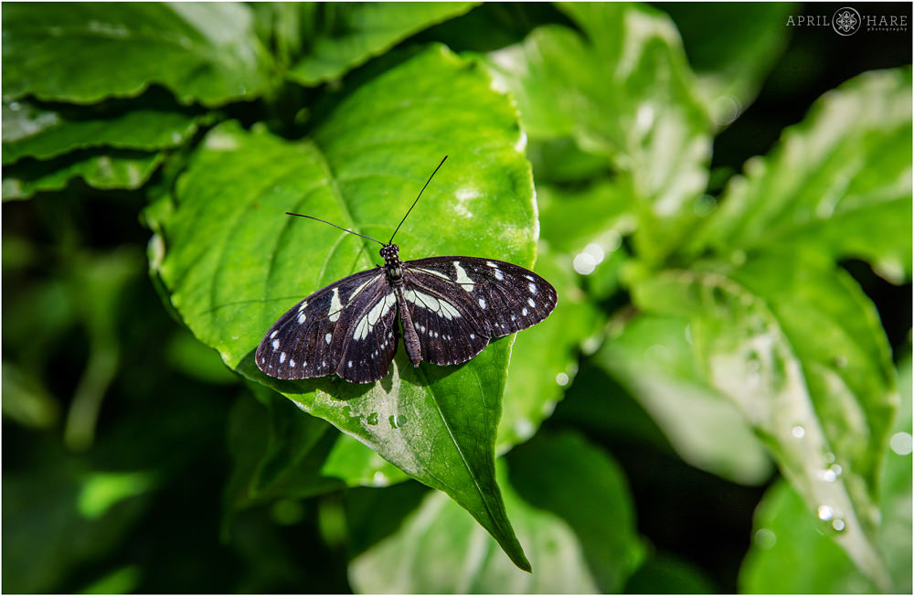 A neat black butterfly perched on a huge green leaf at the Key West Butterfly and Nature Conservatory