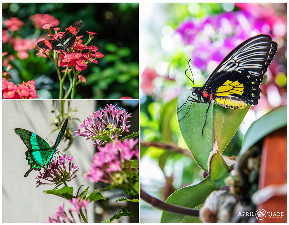 Photo collage of the various neat butterflies at the Key West Butterfly and Nature Conservatory