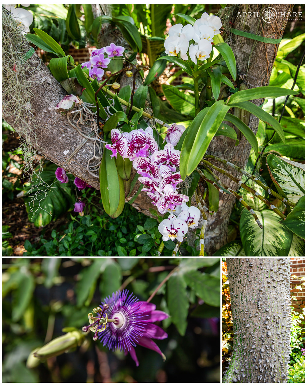 Orchids at the Key West Garden Club in Martello Tower