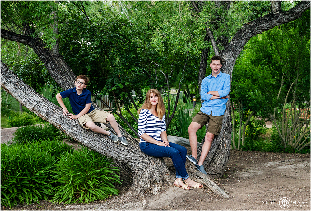 Littleton Family Photographer poses a family in a tree at Hudson Gardens in Colorado