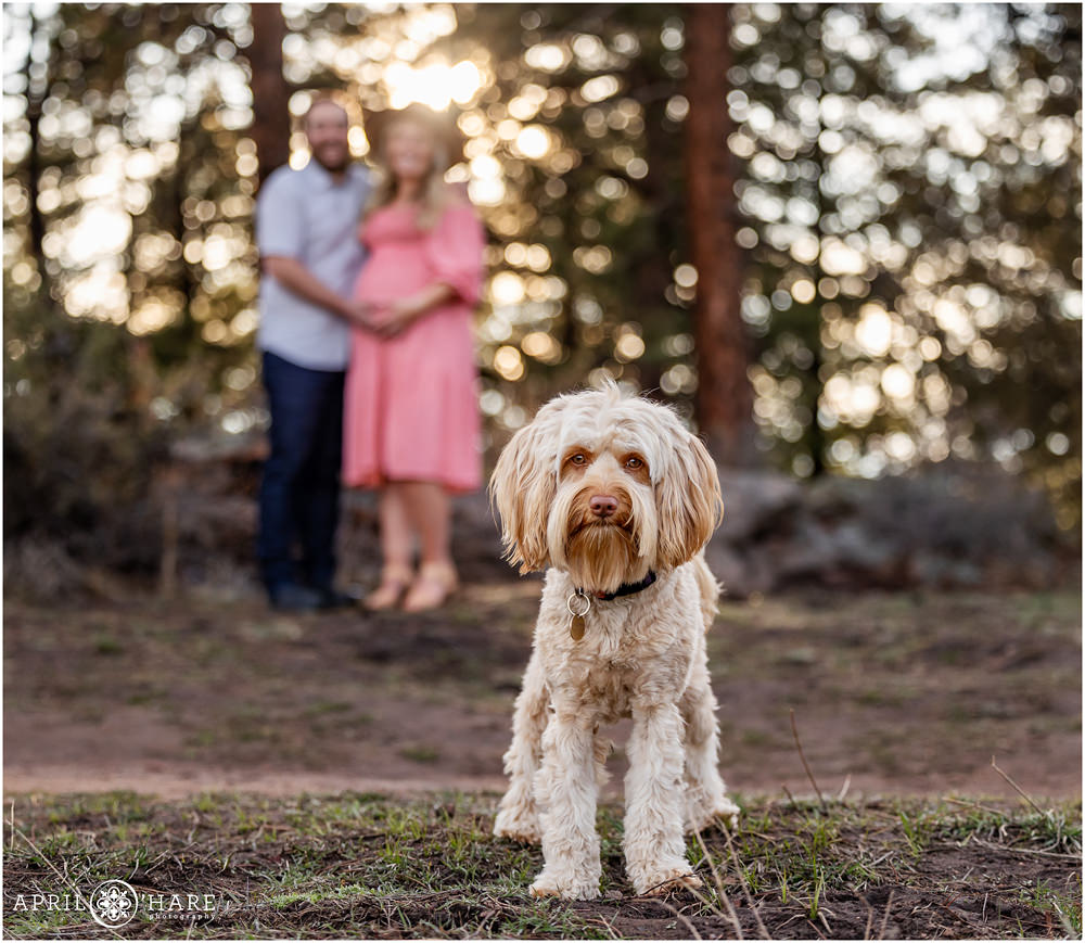 cream colored labradoodle dog stands in focus in front of his humans while they pose for their maternity pictures in the backdrop out of focus