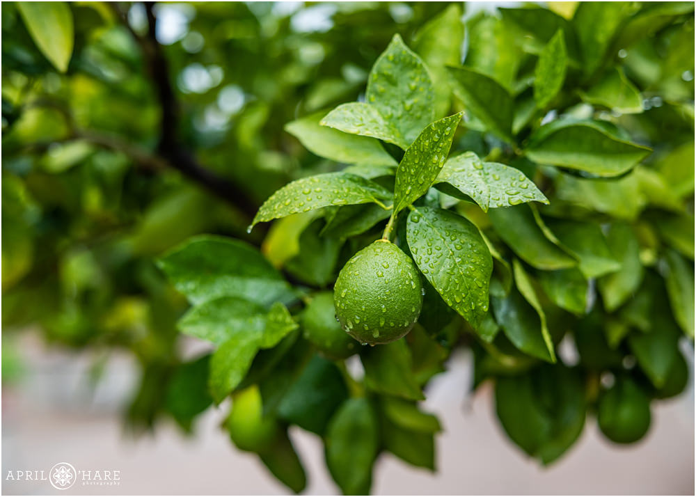 Detail photo of a lime tree with raindrops on it outside of the Orangery at Denver Botanic Gardens