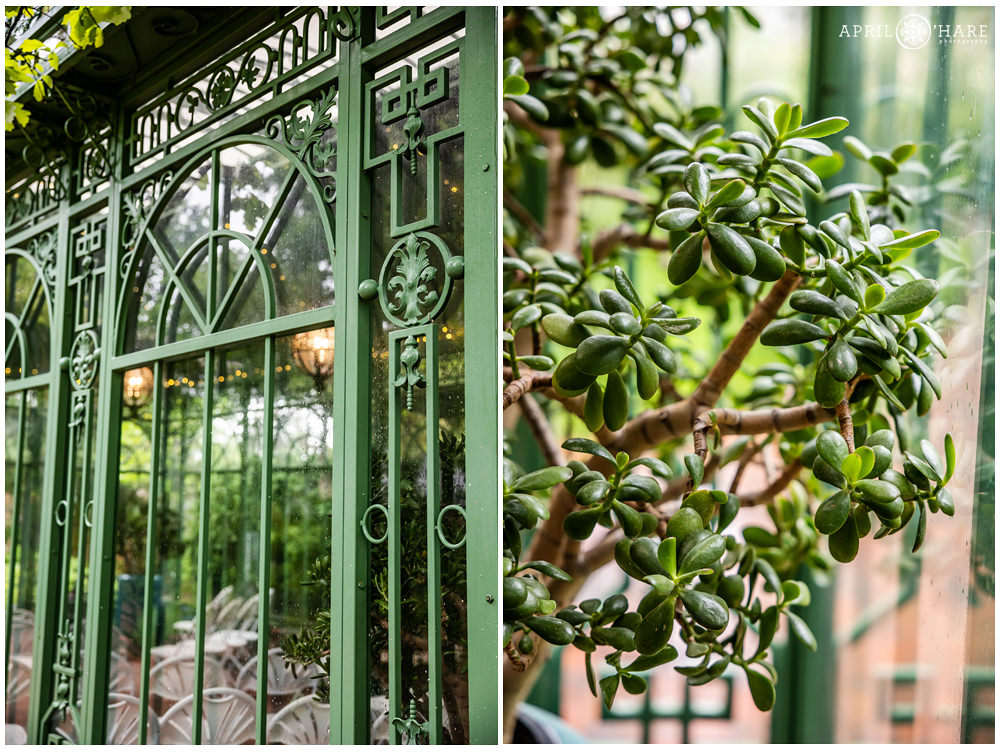 Photo collage of the beautiful Jade plant inside the Denver Botanic Gardens historic green solarium in the Woodland Mosaic Garden area on a rainy wedding day