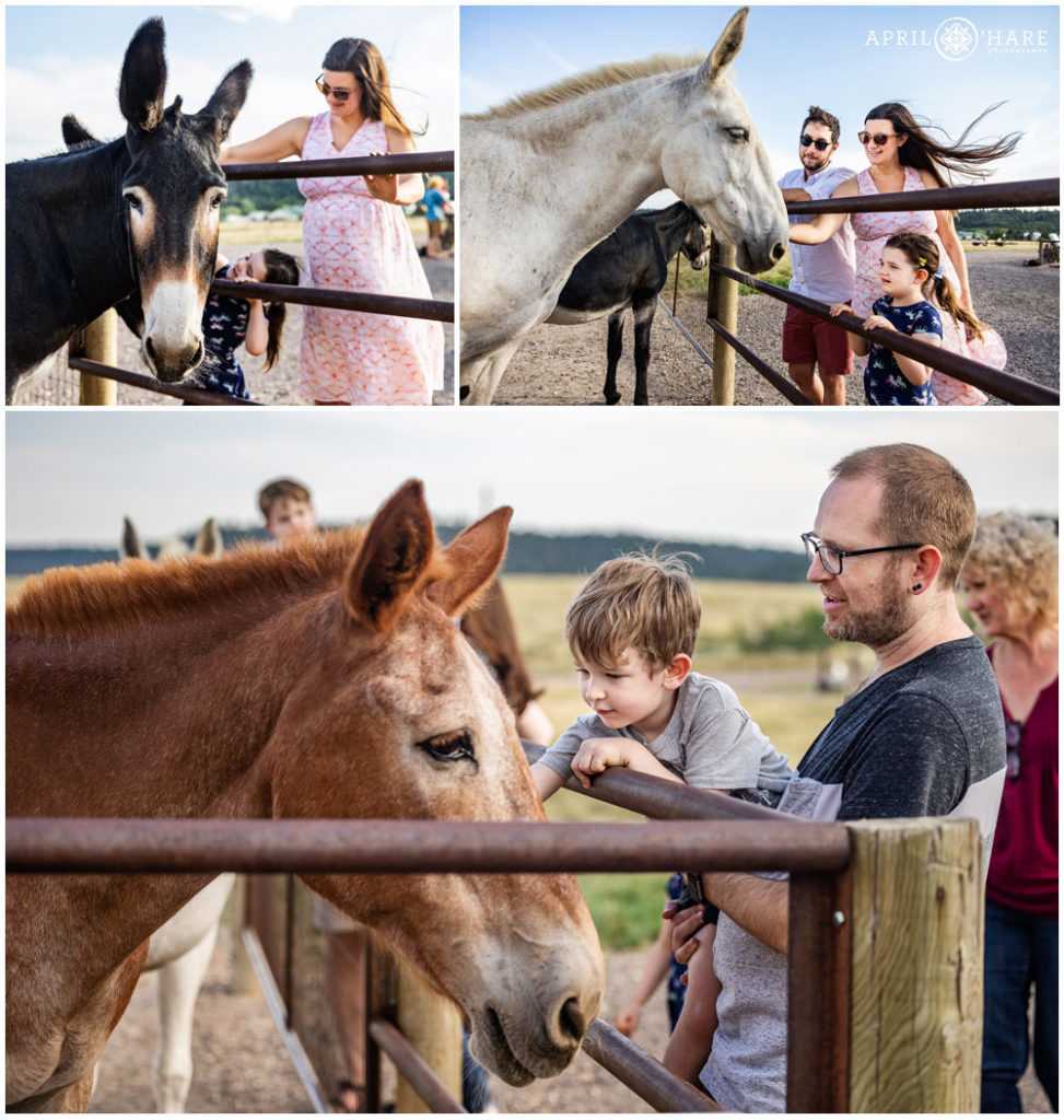 Photo collage of a family petting the mules and horses on a private ranch at their family reunion in Elizabeth Colorado