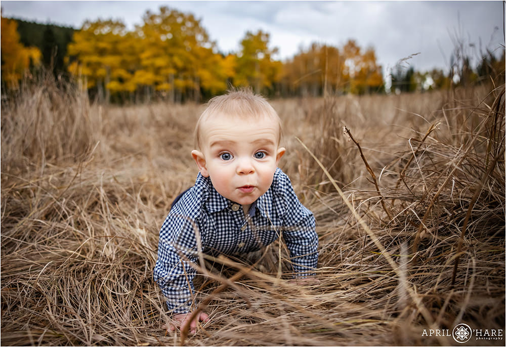Cute baby boy crawling in the grass during fall in an Evergreen aspen meadow in Colorado