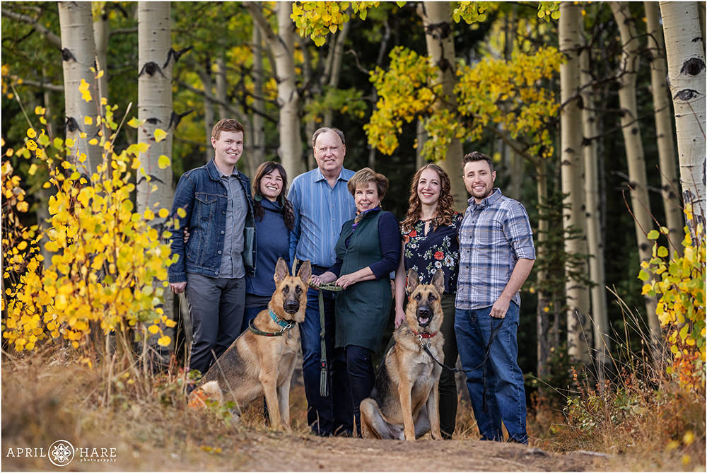 Family portrait in an aspen tree forest during autumn are joined by their two german shepherd dogs