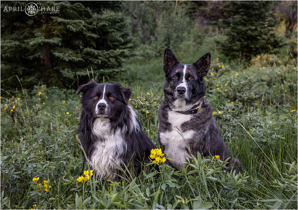 Two cute black and white dogs with white stripes down their forehead and noses sit in the wildflowers in a Colorado forest