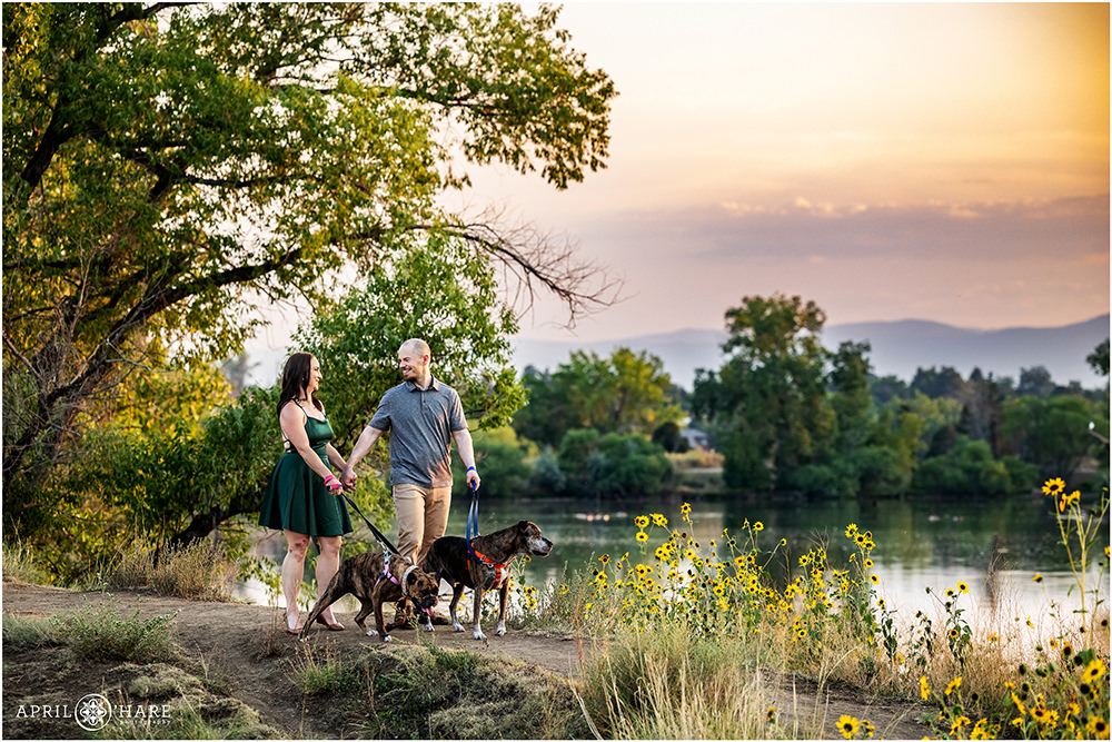 Couple walk with their dogs along path with sunflowers at Kountze Lake at Belmar Park at Sunset