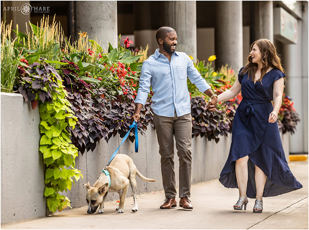 Engaged couple stroll along a sidewalk as they walk their dog lined with a concrete planter in Downtown Denver Colorado
