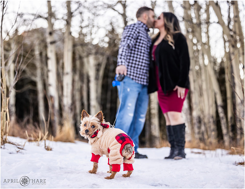 Cute Yorkie Dog with a buffalo check holiday onesie on turns to look at the camera while his humans kiss in the backdrop during winter