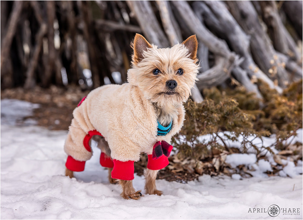 Cute Yorkie Dog wearing a buffalo check onesie in the snow in Colorado