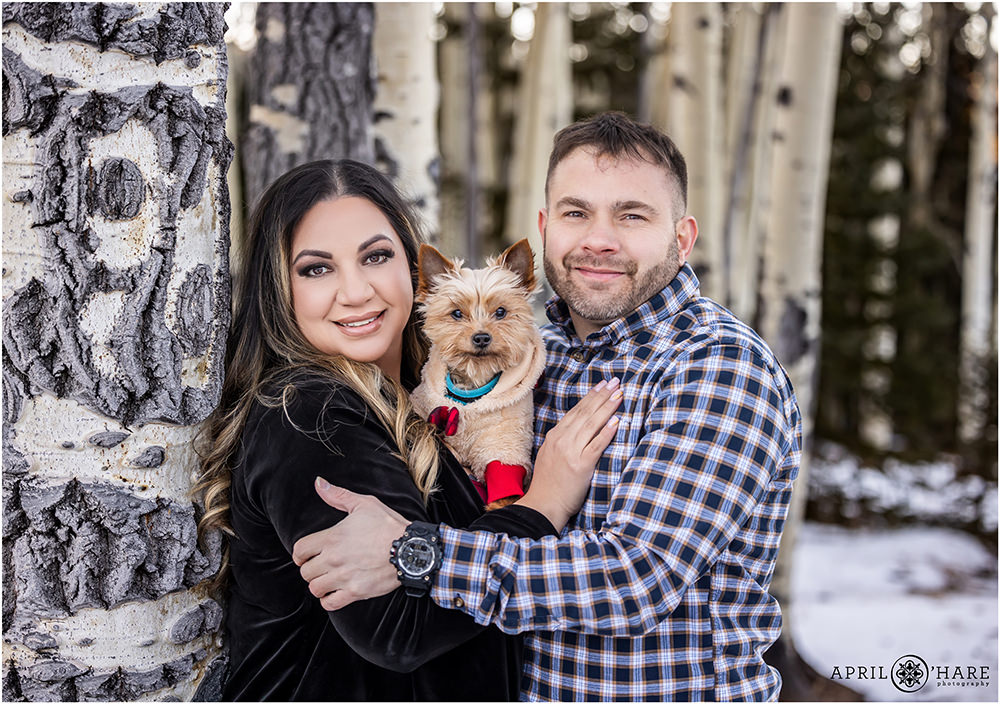 Beautiful couples photo during winter with their sweet Yorkie dog in the aspen tree woods of Evergreen Colorado
